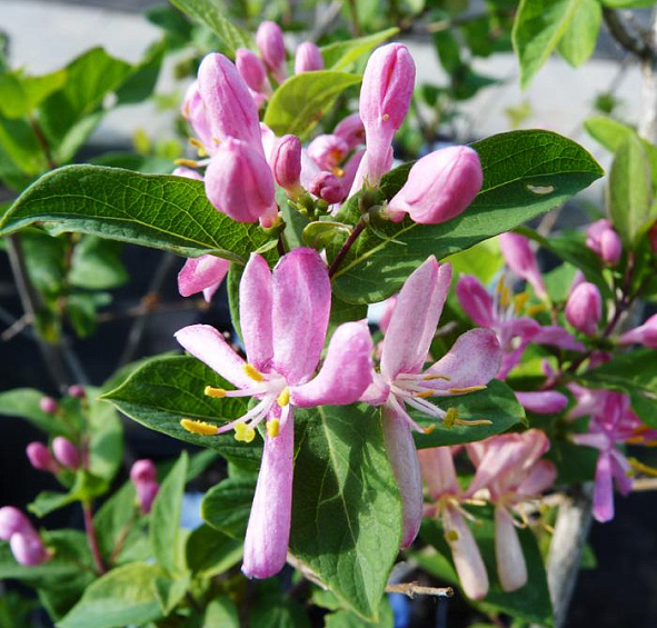 Жимолость Королькова