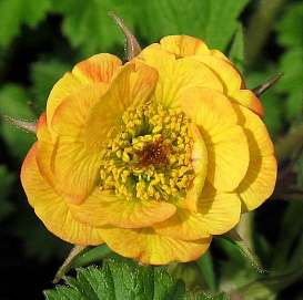 Гравилат 'Текила Санрайз'