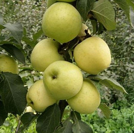 Яблоня колоновидная 'Чебурашка'