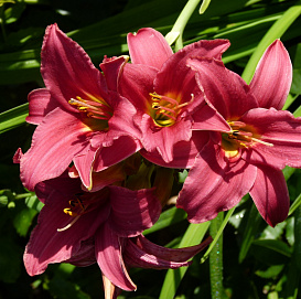 Лилейник гибридный 'Бурбон Кингс'