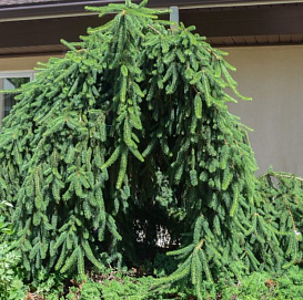 Ель обыкновенная 'Фробург'