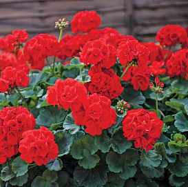 Пеларгония плющелистная 'Джулия' (красная)