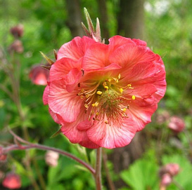 Гравилат 'Белл Банк'