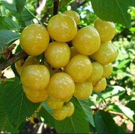 Черешня 'Малыш'