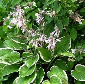 Хоста Форчуна 'Франси'