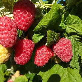 Малина 'Соколица'