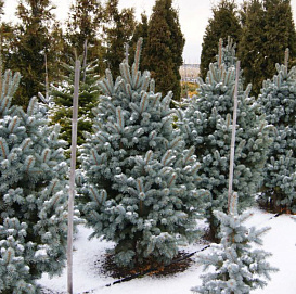 Ель колючая 'Ретрофлекса'