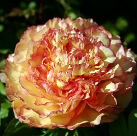 Пион древовидный 'Кинкаку' (персиковый с розовыи краями)