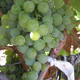 Виноград 'Ритон'