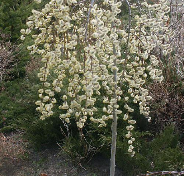 Ива козья 'Килмарнок'