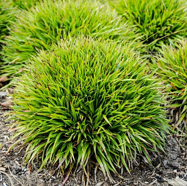 Ожика волосистая 'Игел'