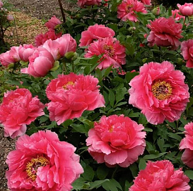 Пион древовидный 'Гигант оф Химоз' (розово - кораловый)