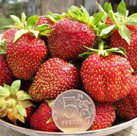 Земляника (клубника) 'Марышка'