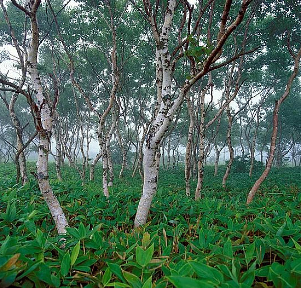 Береза Эрмана