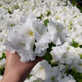 Петуния (сурфиния) гибридная 'Лимбо Вайт' (белый)