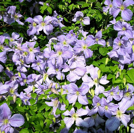 Клематис 'Блекитни Аниол'