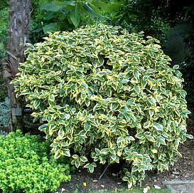 Лох Эббинге