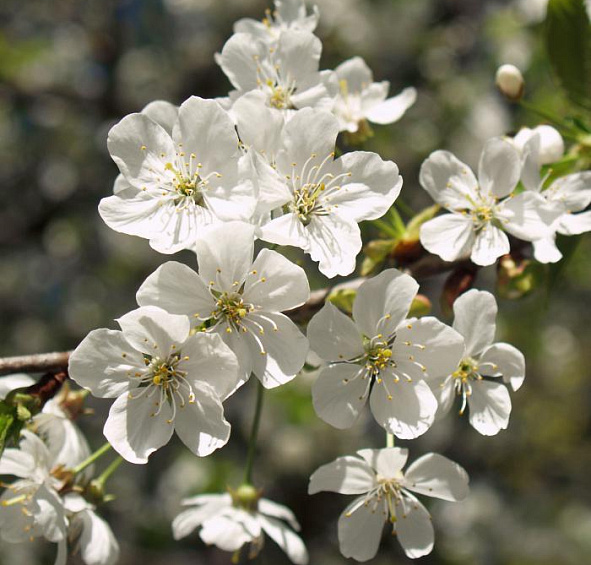 Вишня обыкновенная
