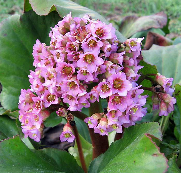 Бадан сердцелистный