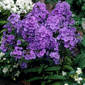 Флокс метельчатый 'Aметист'