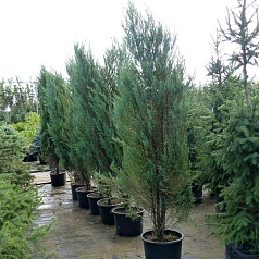 Можжевельник скальный 'Блу Арроу' Можжевельник скальный 'Блу Арроу'