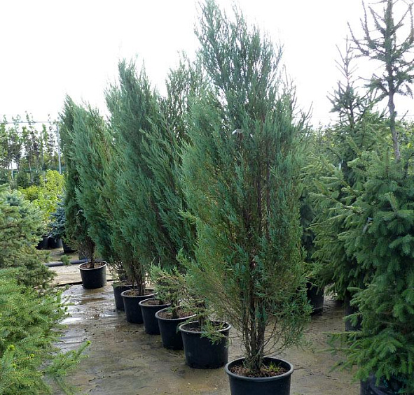 Можжевельник скальный 'Блу Арроу'