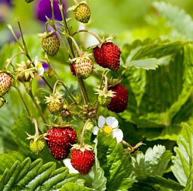 Земляника (клубника) альпийская 'Барон Солимахер'
