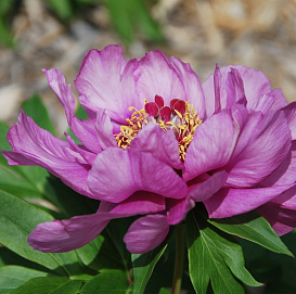 Пион Ито-гибрид 'Сонома Аметист' (пурпурный) 