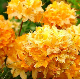 Рододендрон желтый (листопадный) 'Орчид Лайтс'