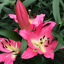 Лилия ОТ-гибрид 'Альбарето'