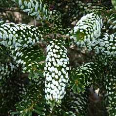Пихта корейская 'Силберлок'