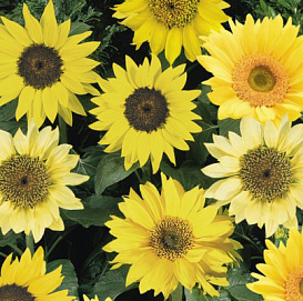 Подсолнечник 'Пачино' (желтый, микс)