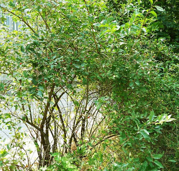 Жимолость татарская