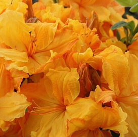 Рододендрон желтый (азалия) 'Голдстак' (желто-оранжевый)