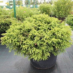 Ель обыкновенная 'Нидиформис'