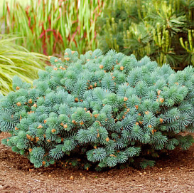 Ель колючая 'Сониа'