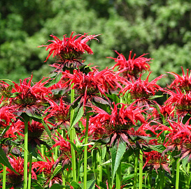 Монарда двойчатая (гибридная) 'Cкво'