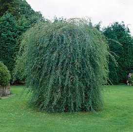 Ива пурпурная 'Пендула'