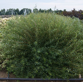 Ива пурпурная 'Грацилис'