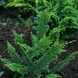 Кипарисовик горохоплодный Тедди Бир (Teddy Bear)