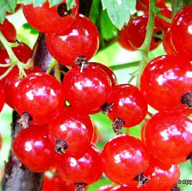 Смородина красная 'Константиновка'