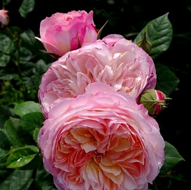 Роза 'Констанс' (английская)(розовая)