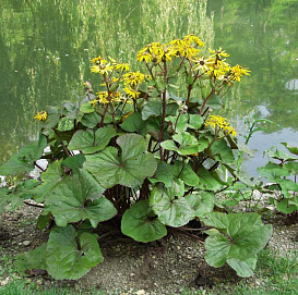 Бузульник зубчатый