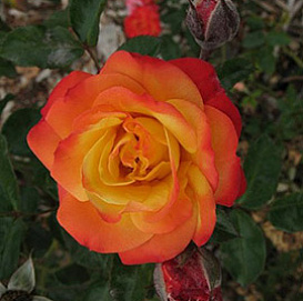 Роза 'Румба' (флорибунда) (карминово - желтая)