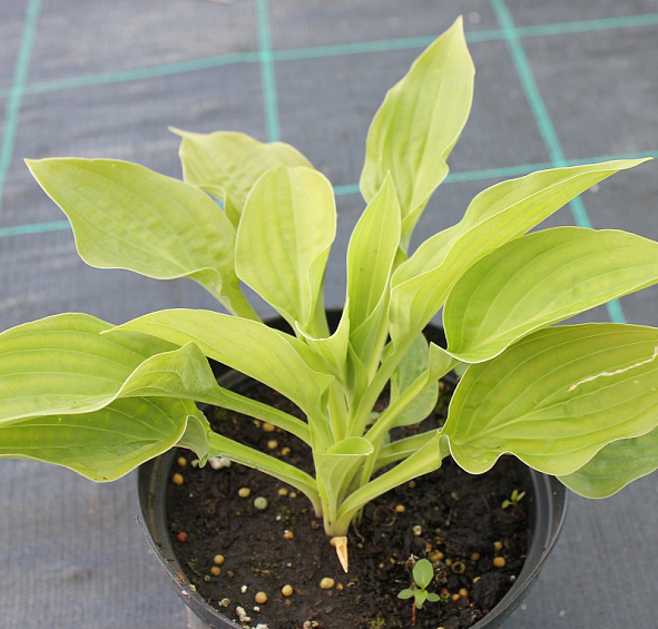 Хоста Зибольда