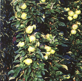 Яблоня колоновидная 'Диалог'