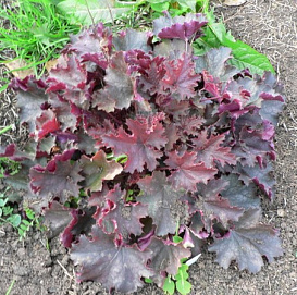 Гейхера 'Эденс Мистери'