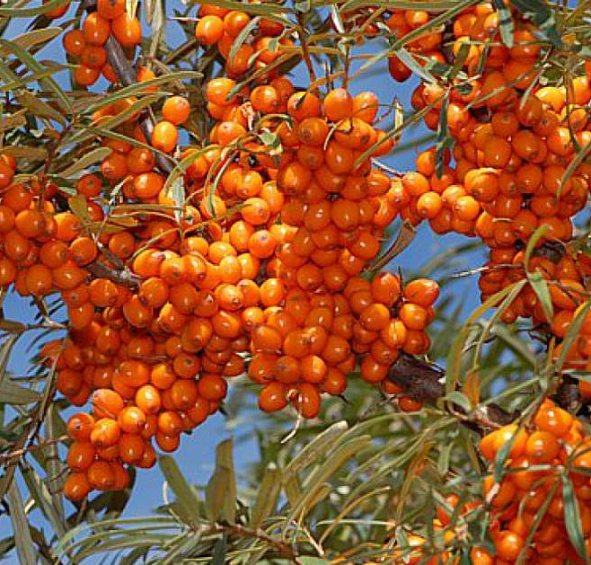 Облепиха 'Елизавета'