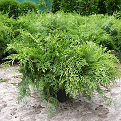 Микробиота перекрестнопарная