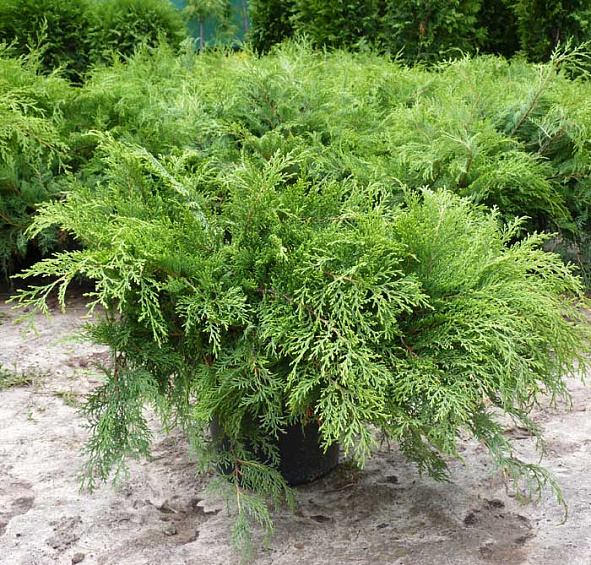 Микробиота перекрестнопарная